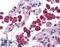 NLR Family Pyrin Domain Containing 13 antibody, LS-B5337, Lifespan Biosciences, Immunohistochemistry frozen image 