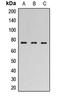 Forkhead Box P1 antibody, LS-C368592, Lifespan Biosciences, Western Blot image 