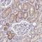 Estrogen Related Receptor Gamma antibody, NBP1-91873, Novus Biologicals, Immunohistochemistry frozen image 