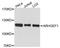 Rho Guanine Nucleotide Exchange Factor 1 antibody, A4274, ABclonal Technology, Western Blot image 