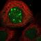 Cell Division Cycle Associated 7 Like antibody, PA5-55533, Invitrogen Antibodies, Immunofluorescence image 