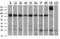Paraplegin antibody, LS-C786980, Lifespan Biosciences, Western Blot image 