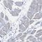 Endonuclease, Poly(U) Specific antibody, HPA012388, Atlas Antibodies, Immunohistochemistry frozen image 