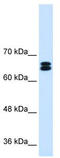 Sodium/hydrogen exchanger 9 antibody, TA334620, Origene, Western Blot image 