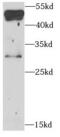 BCL2 Interacting Protein 3 Like antibody, FNab00929, FineTest, Western Blot image 