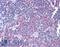 Ribosomal Protein S17 antibody, LS-B4407, Lifespan Biosciences, Immunohistochemistry paraffin image 