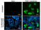 Proline/serine-rich coiled-coil protein 1 antibody, GTX628833, GeneTex, Immunocytochemistry image 