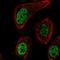 Mgl2 antibody, HPA011348, Atlas Antibodies, Immunocytochemistry image 