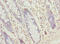 SEC61 Translocon Gamma Subunit antibody, orb26819, Biorbyt, Immunohistochemistry paraffin image 