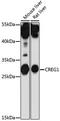 Protein CREG1 antibody, orb539017, Biorbyt, Western Blot image 
