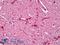 Rho-GDI beta antibody, LS-B8658, Lifespan Biosciences, Immunohistochemistry frozen image 