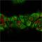 Keratin 76 antibody, GTX02662, GeneTex, Immunofluorescence image 