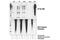 Nitrotyrosine antibody, 9691S, Cell Signaling Technology, Western Blot image 