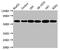 Cytochrome P450 Family 19 Subfamily A Member 1 antibody, CSB-RA006394A0HU, Cusabio, Western Blot image 