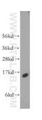 Fatty Acid Binding Protein 5 antibody, 12348-1-AP, Proteintech Group, Western Blot image 