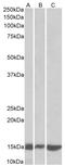 Galectin 1 antibody, AP23675PU-N, Origene, Western Blot image 