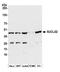 Succinate-CoA Ligase GDP-Forming Beta Subunit antibody, A305-533A, Bethyl Labs, Western Blot image 