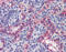 Nitric Oxide Synthase 3 antibody, MBS246095, MyBioSource, Immunohistochemistry paraffin image 