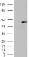 WAS/WASL-interacting protein family member 1 antibody, NB100-68147, Novus Biologicals, Western Blot image 
