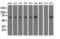 Sorting nexin-9 antibody, LS-C115324, Lifespan Biosciences, Western Blot image 