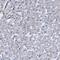 Nuclear Receptor Interacting Protein 2 antibody, HPA039197, Atlas Antibodies, Immunohistochemistry frozen image 