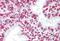 Myocardial Zonula Adherens Protein antibody, MBS247675, MyBioSource, Immunohistochemistry paraffin image 
