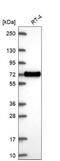 XK Related 6 antibody, NBP2-68822, Novus Biologicals, Western Blot image 