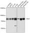 Paraplegin antibody, 13-530, ProSci, Western Blot image 