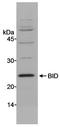 BH3 Interacting Domain Death Agonist antibody, A300-084A, Bethyl Labs, Western Blot image 