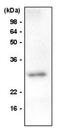 VHL Like antibody, NBP1-04355, Novus Biologicals, Western Blot image 