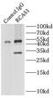 Estrogen Receptor Binding Site Associated Antigen 9 antibody, FNab07203, FineTest, Immunoprecipitation image 