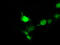 Doublecortin antibody, TA501778, Origene, Immunofluorescence image 
