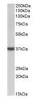 D-Amino Acid Oxidase antibody, orb125204, Biorbyt, Western Blot image 