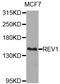 DNA repair protein REV1 antibody, STJ110791, St John