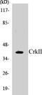 CRK Proto-Oncogene, Adaptor Protein antibody, EKC1142, Boster Biological Technology, Western Blot image 