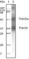 Zinc Finger CCHC-Type Containing 3 antibody, MA5-15232, Invitrogen Antibodies, Western Blot image 