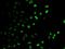 Corticosteroid 11-beta-dehydrogenase isozyme 1 antibody, orb247252, Biorbyt, Immunofluorescence image 