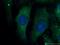 Mitogen-Activated Protein Kinase 9 antibody, 17337-1-AP, Proteintech Group, Immunofluorescence image 