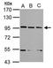 XPA Binding Protein 2 antibody, GTX100090, GeneTex, Western Blot image 
