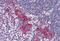 Deoxyribonuclease 2, Lysosomal antibody, MBS240361, MyBioSource, Immunohistochemistry paraffin image 
