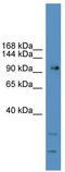 Glutamate Metabotropic Receptor 7 antibody, TA342670, Origene, Western Blot image 