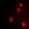 Spindlin-1 antibody, orb393170, Biorbyt, Immunofluorescence image 