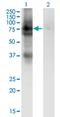 Protein Disulfide Isomerase Family A Member 4 antibody, H00009601-M02, Novus Biologicals, Western Blot image 