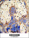 Carboxypeptidase Z antibody, 62-316, ProSci, Immunohistochemistry paraffin image 