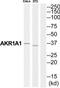 Aldo-Keto Reductase Family 1 Member A1 antibody, TA326277, Origene, Western Blot image 