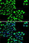 COP9 Signalosome Subunit 6 antibody, 22-676, ProSci, Immunofluorescence image 