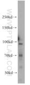 Lysine Acetyltransferase 2B antibody, 13983-1-AP, Proteintech Group, Western Blot image 