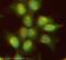 Nuclear Receptor Subfamily 3 Group C Member 1 antibody, ab3580, Abcam, Immunofluorescence image 