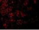 Angiotensin II type-1 receptor antibody, NBP1-77078, Novus Biologicals, Immunofluorescence image 