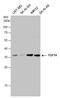 Fibroblast Growth Factor 14 antibody, GTX130346, GeneTex, Western Blot image 